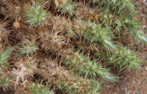 Cardionema ramosissima, photograph 2