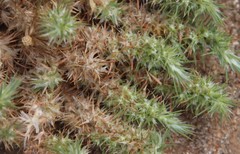 Millie Basden, CC BY, iNaturalist via GBIF Cardionema ramosissima, photograph Millie Basden, CC BY, iNaturalist via GBIF