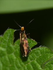 Micropterix tunbergella