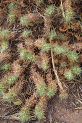 Millie Basden, CC BY, iNaturalist via GBIF Cardionema ramosissima, photograph Millie Basden, CC BY, iNaturalist via GBIF