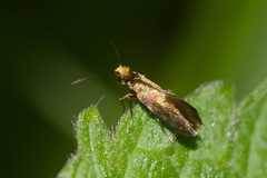 Micropterix tunbergella