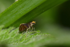 Micropterix tunbergella