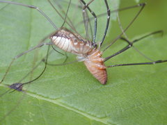Leiobunum calcar
