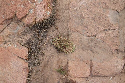 Cardionema ramosissima, photograph 4
