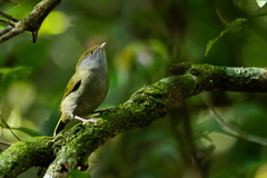 Ilicura militaris