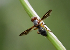 Senopterina varia