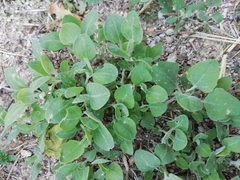 Solanum chenopodioides
