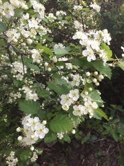 Crataegus irrasa