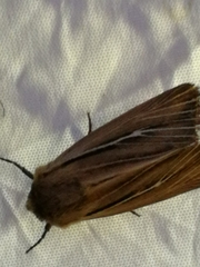 Mythimna anderreggii