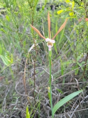 Cleistesiopsis
