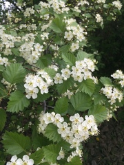 Crataegus irrasa