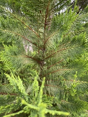 Cupressus × leylandii
