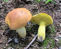 Lanmaoa carminipes