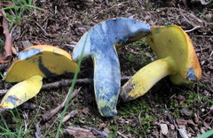 Lanmaoa carminipes