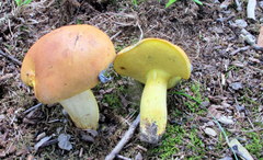 Lanmaoa carminipes