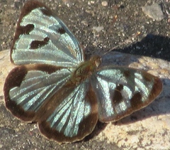 Dynamine postverta mexicana