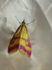 Pyrausta sanguinalis