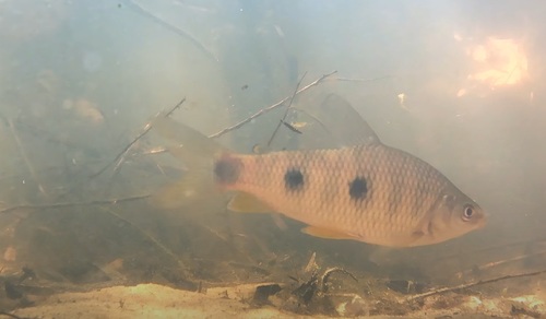 Piava (Leporinus obtusidens) — Anostomidae