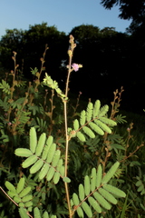 Mimosa camporum