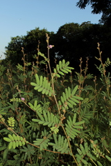 Mimosa camporum