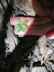 Coprosma crassifolia