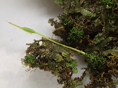 Holomitrium perichaetiale