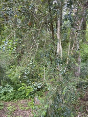 Azara microphylla