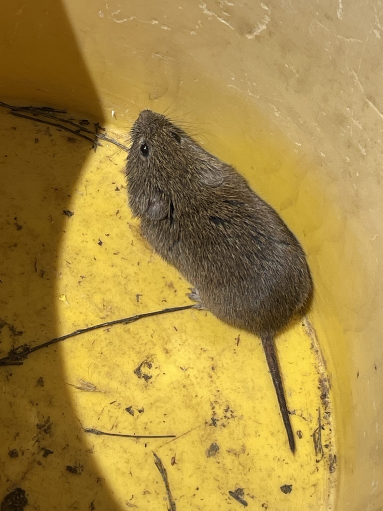 California Vole from Lyons Valley Rd, Jamul, CA, US on May 22, 2021 at
