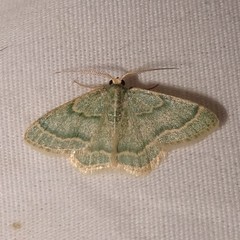 Chlorochlamys phyllinaria