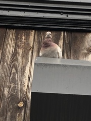 Columba livia domestica