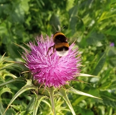 Bombus