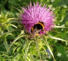 Bombus