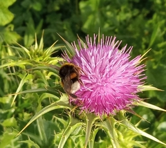 Bombus
