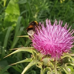 Bombus