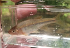 Lythrurus umbratilis