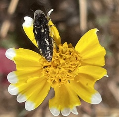 Acmaeodera retifera