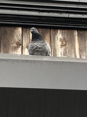 Columba livia domestica