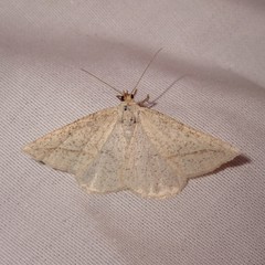 Lychnosea intermicata