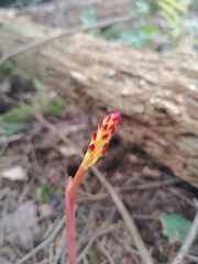 Corallorhiza maculata