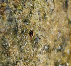 Nephus bipunctatus