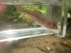 Lythrurus umbratilis