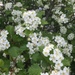Blanchard's Hawthorn - Photo no rights reserved, uploaded by Étienne Lacroix-Carignan