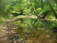 Lythrurus umbratilis