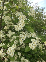 Crataegus irrasa