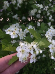 Crataegus irrasa