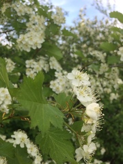 Crataegus irrasa