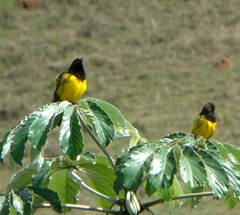 Pseudoleistes guirahuro