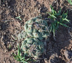 Coryphantha pycnacantha