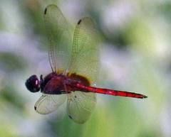 Tauriphila australis