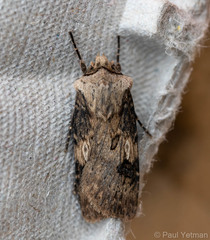Agrotis puta